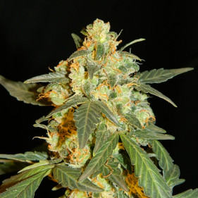 Auto Lowryder #2 (Ловрайдер #2, Ловридер #2 ТГК 16%)